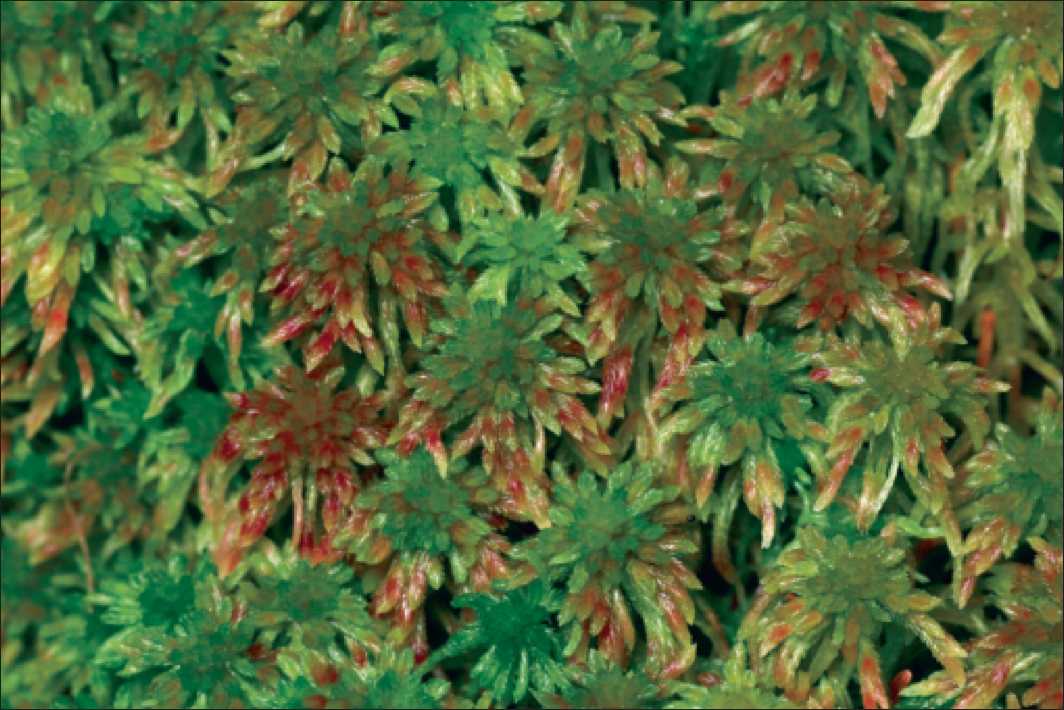 Редкие мохообразные Псковской области